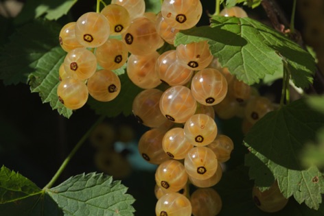 Ribes bianco